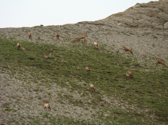 Un troupeau de chamois