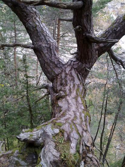 Le bel arbre de pin qui vous attend sur le chemin