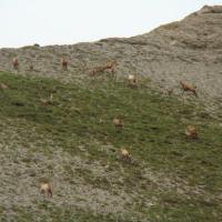 Un troupeau de chamois