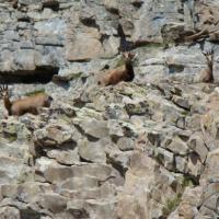 Les chamois
