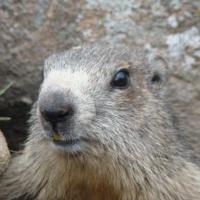 Une marmotte