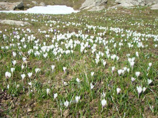 Un champ de crocus