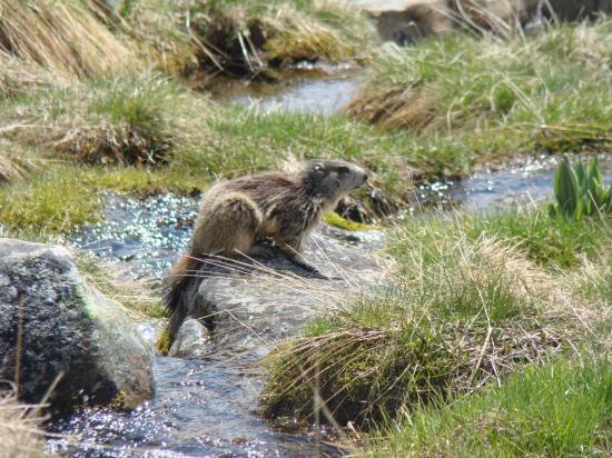 Marmotte au reveil