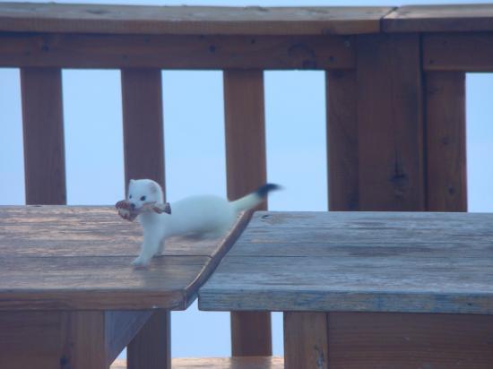 L'hermine couleur hiver