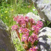 Les Joubarbes des Toits