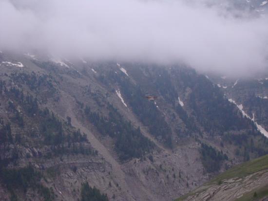 Le faucon crécerelle