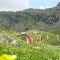 Renoncules et Nigritelle de Cornélie