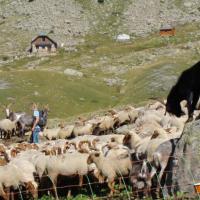 Nils et son troupeau