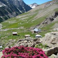Rhododendrons à la mi-juin