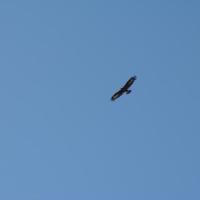 Un jeune aigle