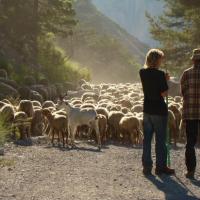 Le berger et ses brebis