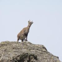 Bouquetin dans le massif