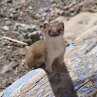 L'hermine couleur été