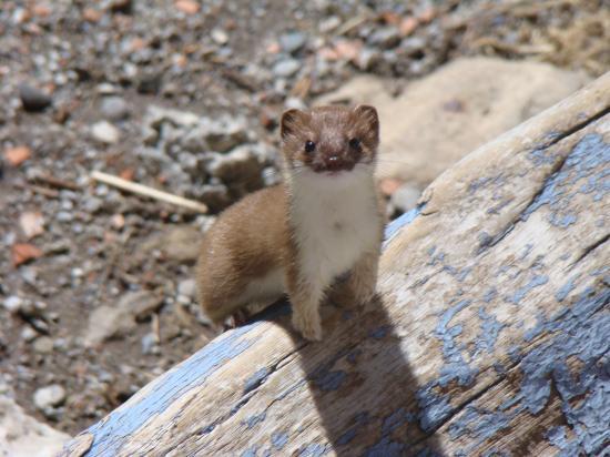 L'hermine couleur été