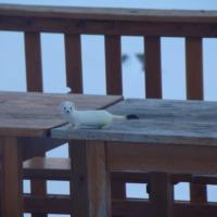 L'hermine couleur hiver