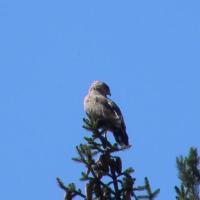 Le circaete Jean le Blanc